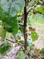 Veredlung1.webp