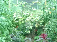 Paprika.webp