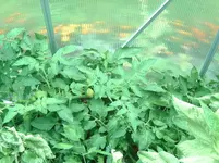 Paprika (2).webp