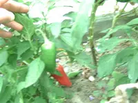Paprika (3).webp