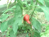 Paprika (4).webp