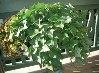 IMGP0268.webp