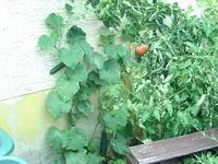 Russische Freilandgurke.webp