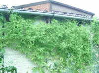 Inka Gurke.webp
