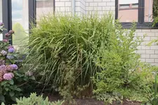 Zebragras Vorgarten.webp