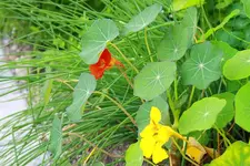 Kapukresse 31.08.13.webp