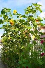 Sonnenblumen 31.08.13.webp