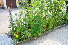 Sonnenblumenbeet 31.08.13.webp