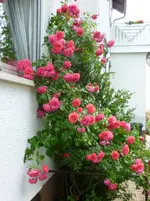 P1070200.webp