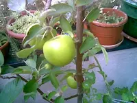 Apfel September 2013.webp