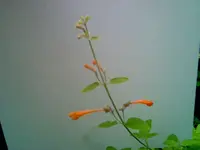 Aprikosenmelisse.webp Aprikosenmelisse.webp