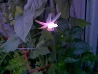 Libelle.webp