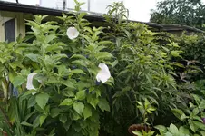 _DSC3269.webp