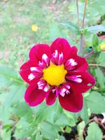 image.webp
