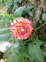 image.webp