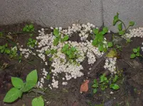 Pilze 1.webp