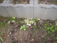Pilze 2.webp
