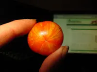 tomato.webp