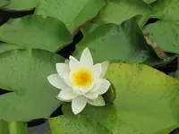 010.webp