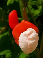Bohnenblüte.webp