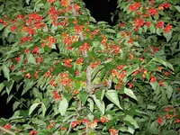 Kornelkirschen.webp