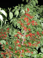 Kornelkirschen (1).webp
