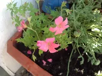 Rosenwolke.webp