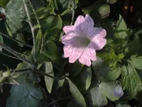 Versicolor.webp