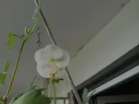 White Ness 06.08.13.webp