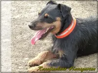 Branko (3).webp