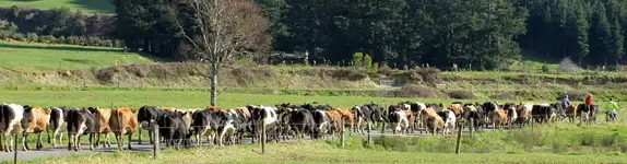 Kuehe treiben v (1).webp