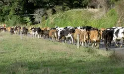 Kuehe treiben v (2).webp