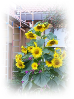 Sonnenblume.webp