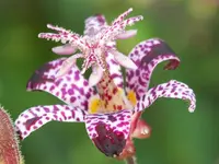Trycirtis hirta.webp