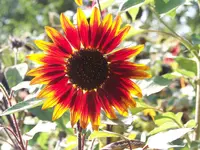 Sonnenblume.webp