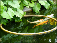 Koi.webp