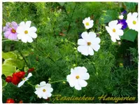 Cosmeen.webp