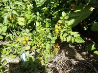 gelbe Johannisbeere HB2.webp