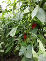 Jalapeno.webp