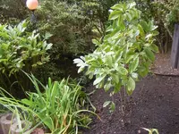 Magnolie 1.9.2013.webp