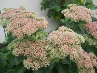 DSCN2527.webp