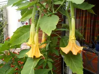 DSCN2529.webp
