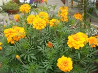 DSCN2530.webp