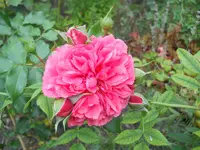 DSCN2531.webp