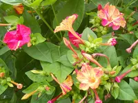 DSCN2534.webp