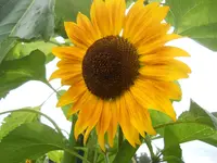 DSCN2538.webp