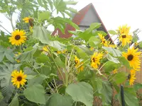 DSCN2539.webp