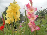 DSCN2563.webp