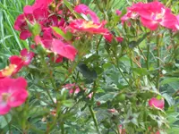 SAM_2076.webp