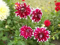 DSCN2553.webp